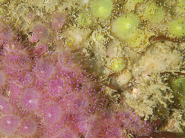 Corinactis