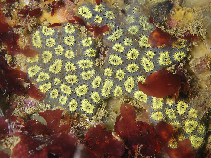 Eponge