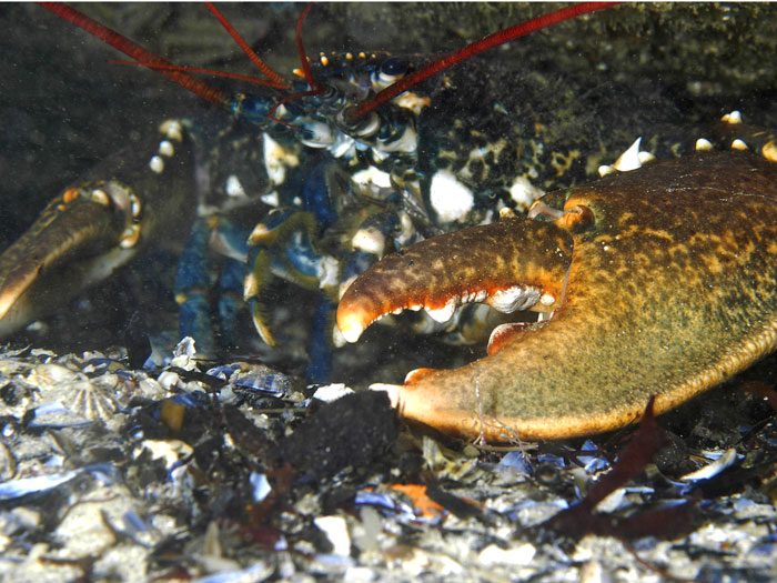 Homard