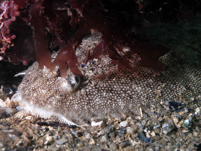 Sole1