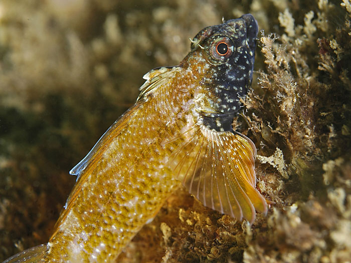 Tripteridon3