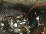 Homard1