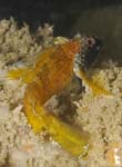 Tripteridon1