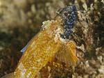 Tripteridon3